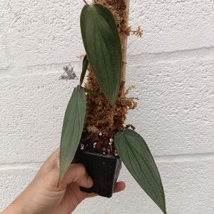 philodendron burle marx fantasy
