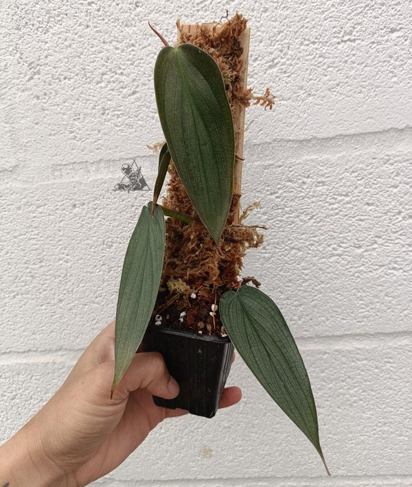 philodendron burle marx fantasy