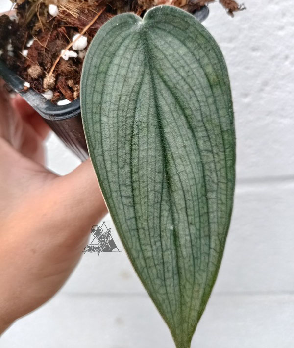 philodendron burle marx fantasy