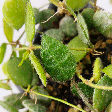 detalle hojas Dischidia Hirsuta