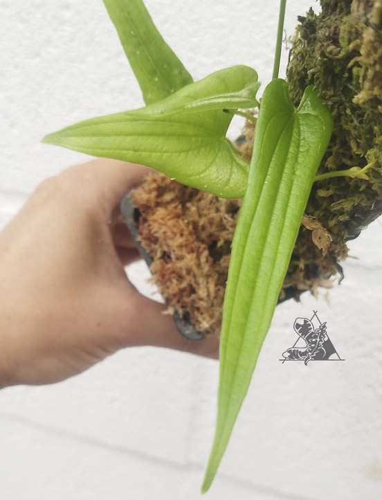 dioscorea sp long leaf
