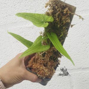dioscorea sp long leaf