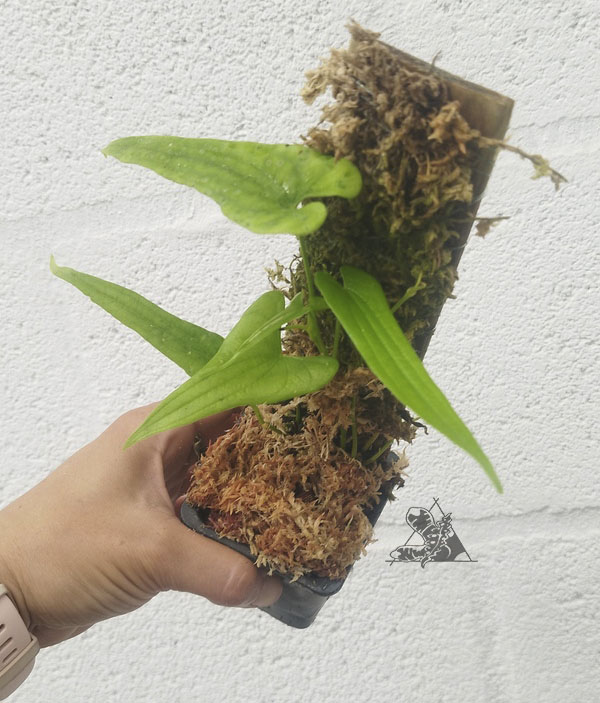 dioscorea sp long leaf