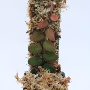 Marcgravia sp. Mindo