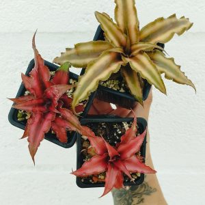 Cryptanthus bivittatus