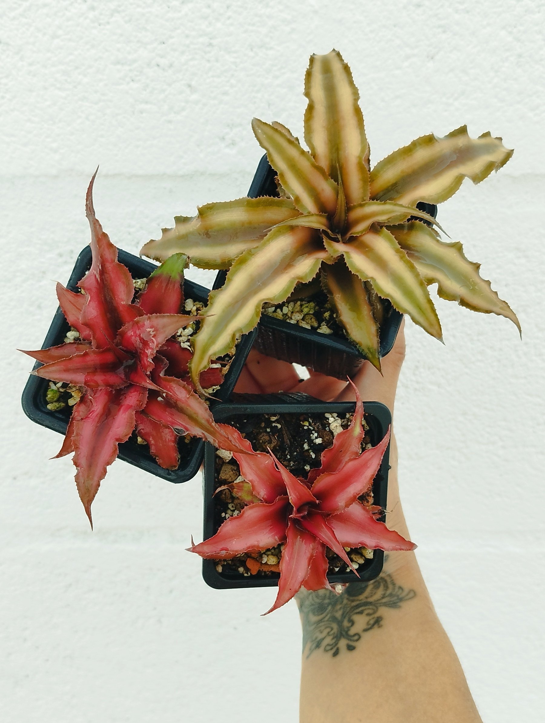 Cryptanthus bivittatus