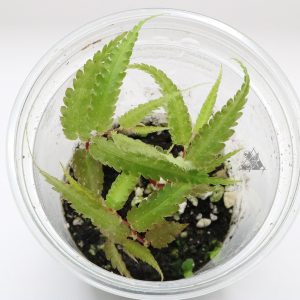Begonia pteridiformis green