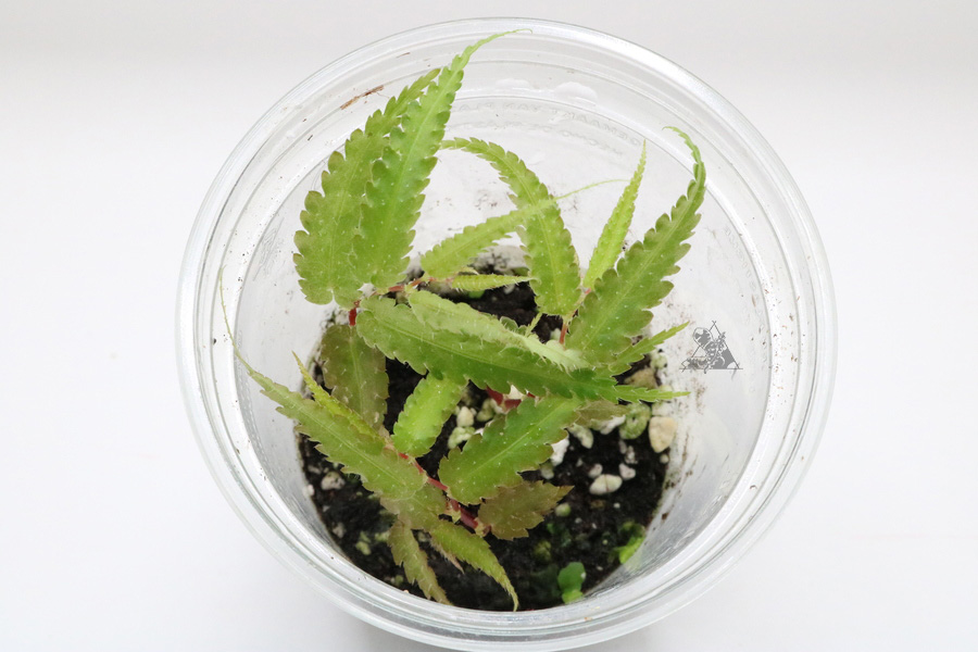 Begonia pteridiformis green