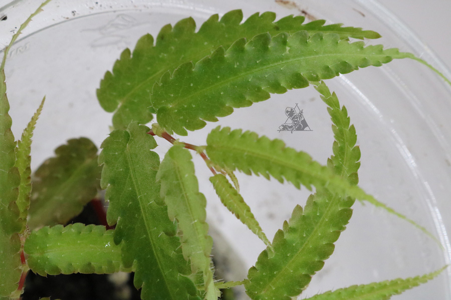 Begonia pteridiformis "Green" - Imagen 2