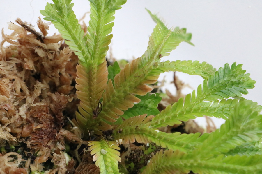Selaginella sp. Borneo - Imagen 3