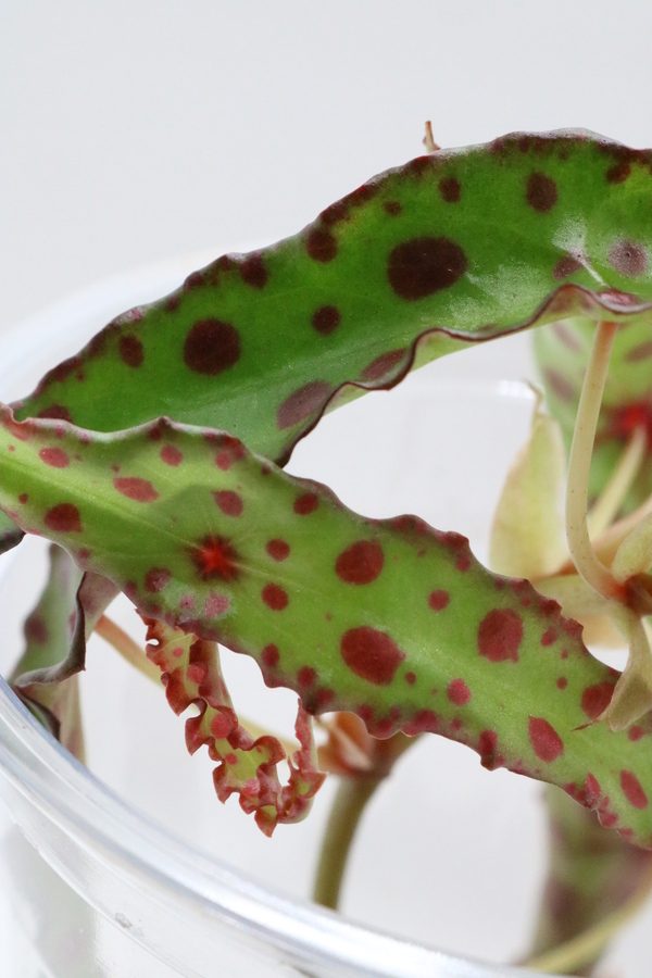 Begonia Amphioxus - Imagen 2