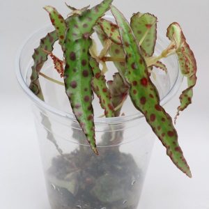 Begonia Amphioxus