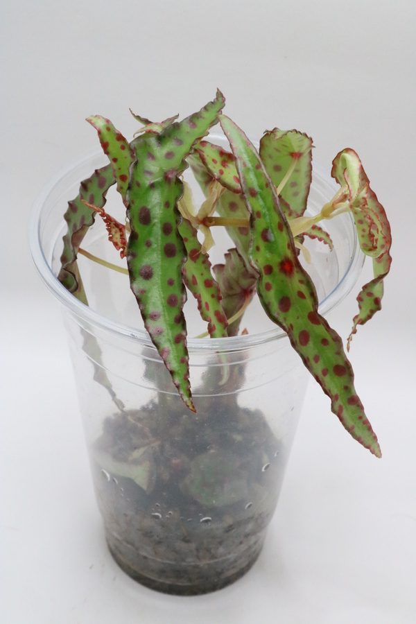 Begonia Amphioxus