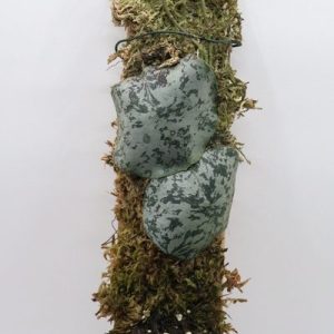 Hoya imbricata aff. "Maxima"