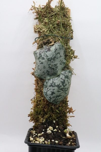 Hoya imbricata aff. "Maxima"