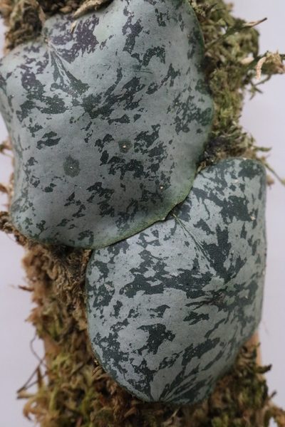 Hoya imbricata aff. "Maxima" - Imagen 2