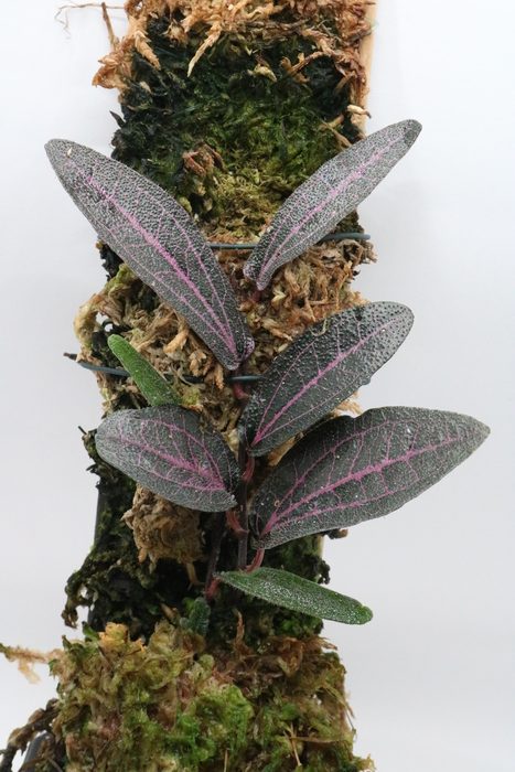 Piper sp. "Pink" - Imagen 3