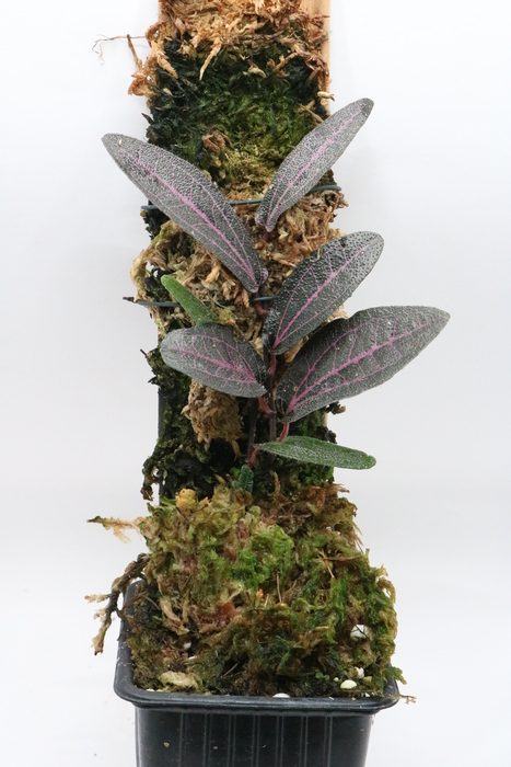 Piper sp. "Pink"