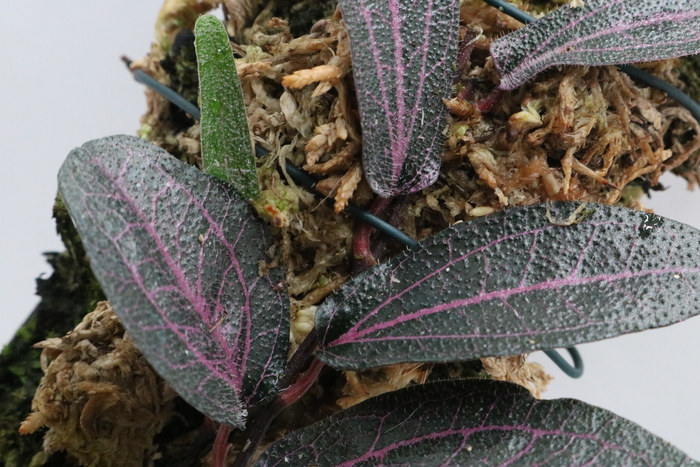 Piper sp. "Pink" - Imagen 2
