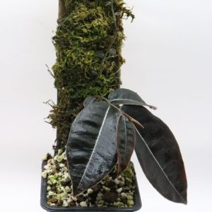 Marcgravia sp. "El coca"