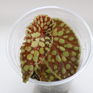 Begonia chlorosticta