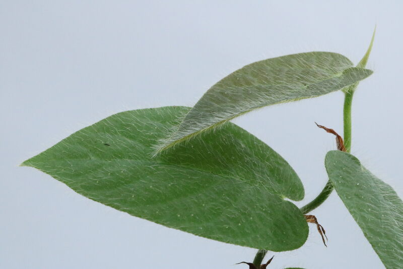 Ficus villosa - Imagen 2