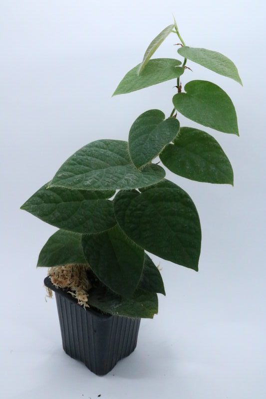 Ficus villosa