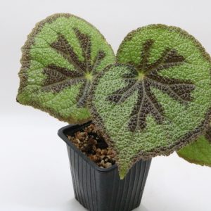 Begonia masoniana variegata