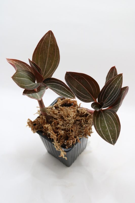 Ludisia discolor - Imagen 2