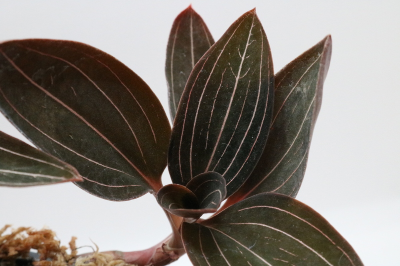 Ludisia discolor - Imagen 3