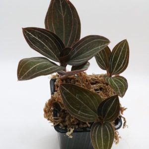 Ludisia discolor