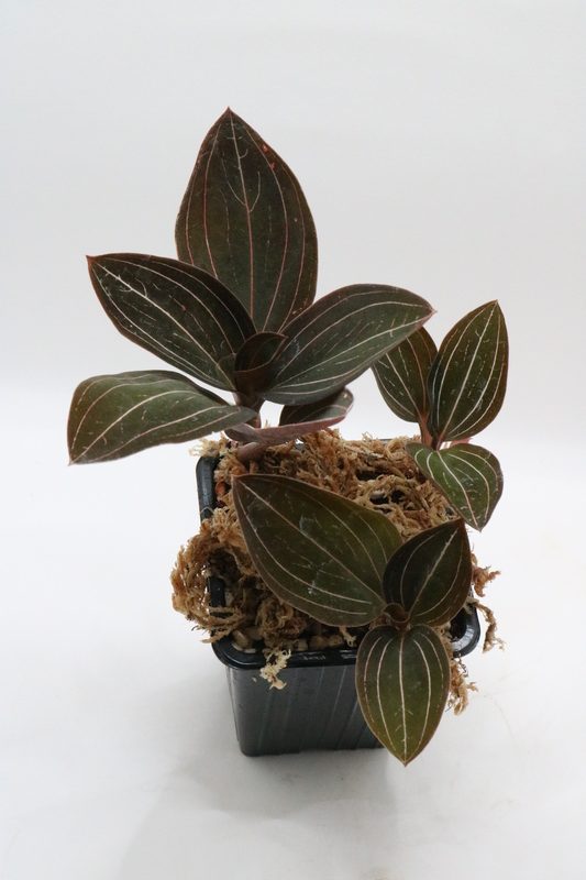 Ludisia discolor
