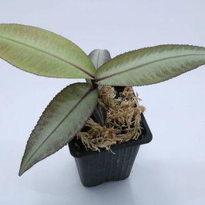 Labisia SP