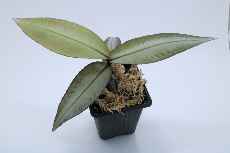 Labisia SP