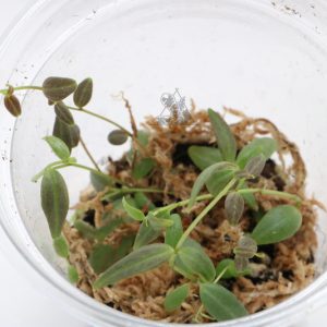 Peperomia jamesoniana