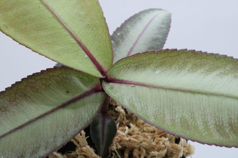 Labisia SP - Imagen 2
