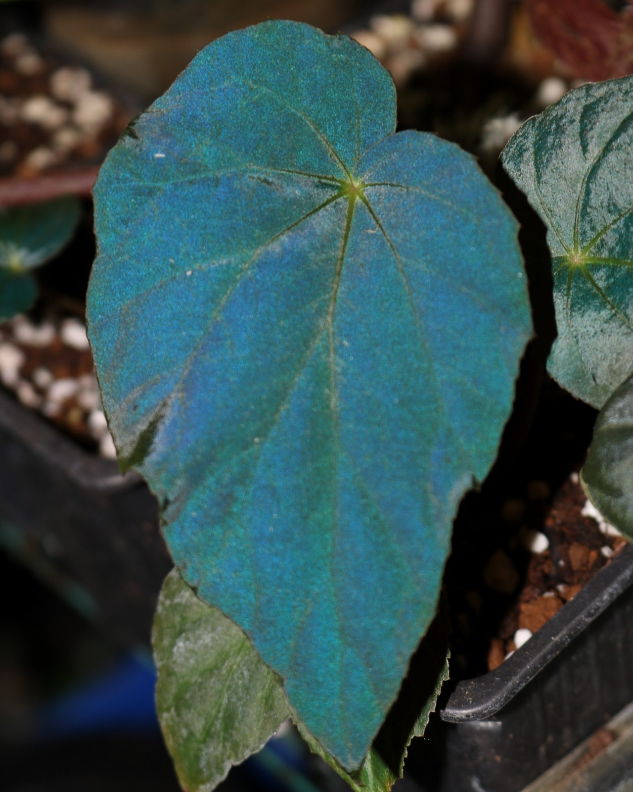 Begonia pavonina - Imagen 4