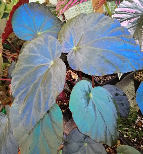 Begonia pavonina - Imagen 3