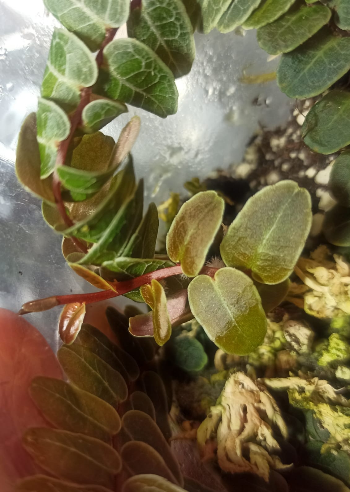Marcgravia sp. Bronze - Imagen 3