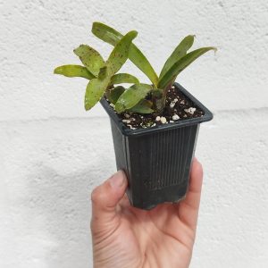 Neoregelia Lilliputeana