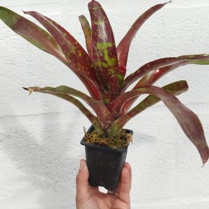 Neoregelia Gezpacho