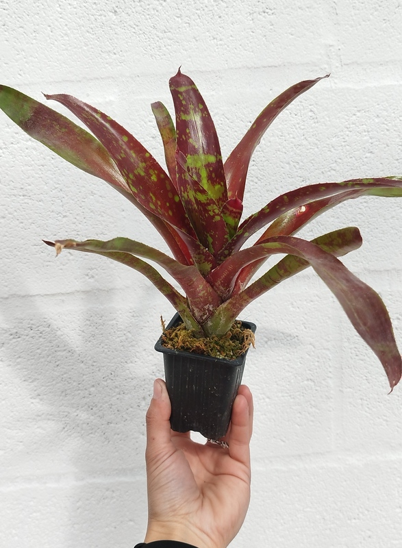 Neoregelia Gezpacho