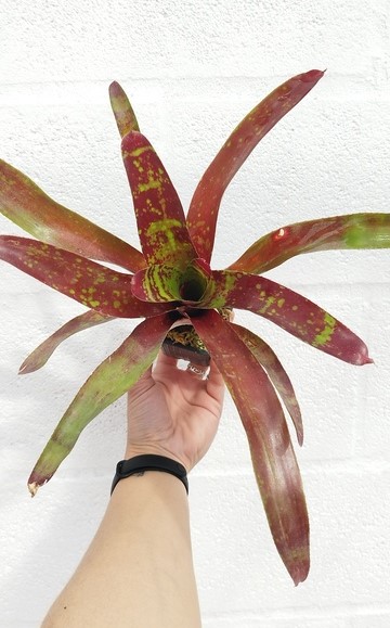 Neoregelia Gezpacho - Imagen 2