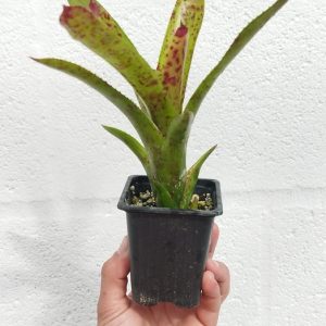 Neoregelia Cheers