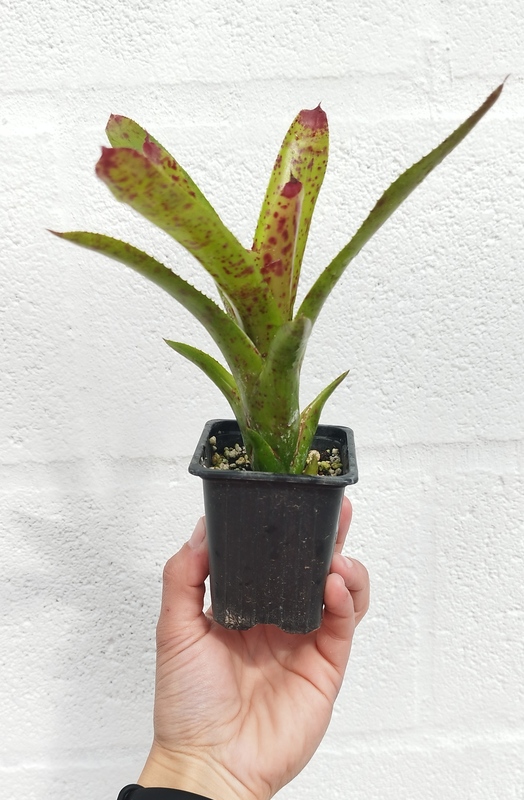 Neoregelia Cheers