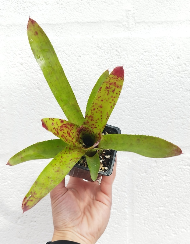 Neoregelia Cheers - Imagen 2