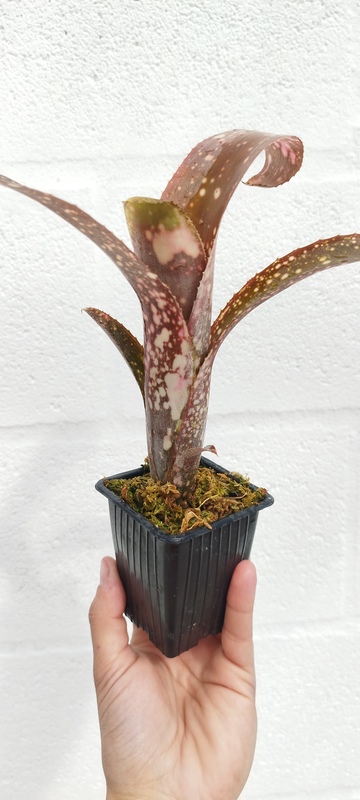 Billbergia sp 1 - Imagen 3