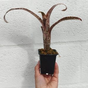 Billbergia sp 1