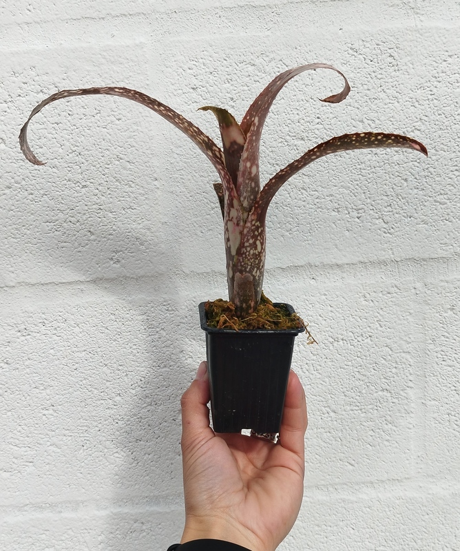 Billbergia sp 1