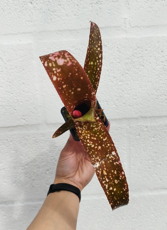 Billbergia sp 1 - Imagen 2